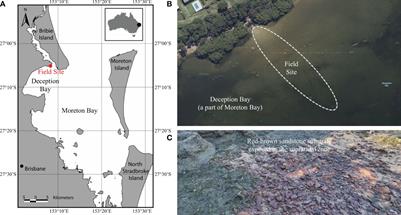 Porewater exchange and iron transformation in a coastal groundwater system: a field investigation, driving mechanisms analysis, and conceptual model